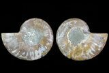 Cut & Polished Ammonite Fossil - Agatized #78383-1